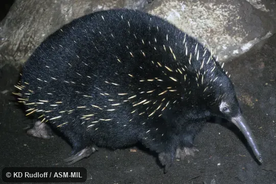 Also as Barton's Long-beaked Echidna.