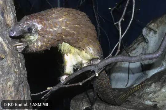 Formerly as Manis tricuspis.  Also as Tree Pangolin, African White-bellied Pangolin, African Tree Pangolin, Three-cusped Pangolin, Common African Pangolin.