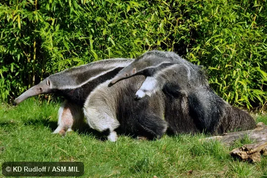 Female carrying infant on back.  Also as Ant Bear, Great Anteater.