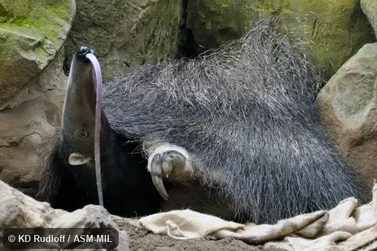 Tongue protruding.  Also as Ant Bear, Great Anteater.