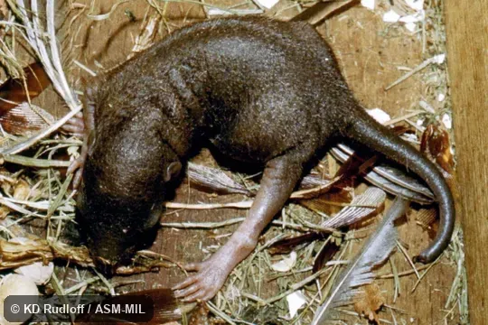 Neonate.  Also as Chinese Treeshrew