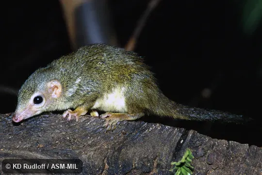 Also as Pygmy Treeshrew