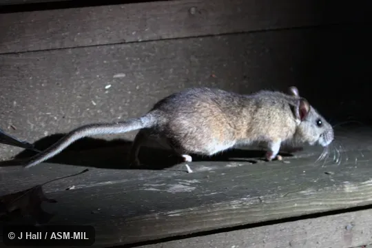 Also as Appalachian Woodrat.