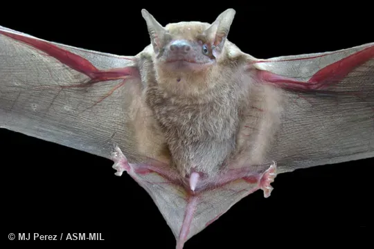 Figure 1 in Mammalian Species 976