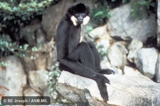 Side view of sitting adult. Also as Northern White-cheeked Gibbon|White-cheeked Gibbon. Side view of sitting adult. Also as Northern White-cheeked Gibbon|White-cheeked Gibbon.