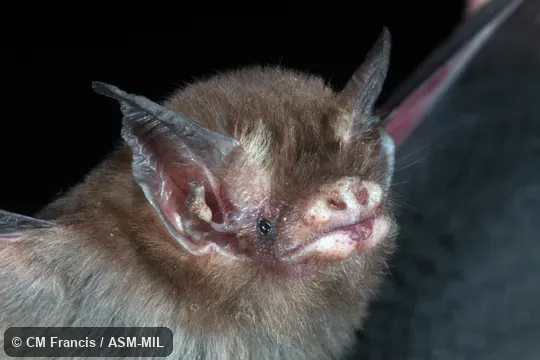 Also as Bumblebee Bat, Hog-nosed Bat, Kitti's Bat.
