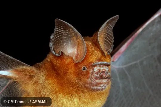 Ammonia-bleached fur.  Formerly Hipposideros turpis alongensis.  Also as Halong Bay Leaf-nosed Bat · Ha Long Leaf-nosed Bat.
