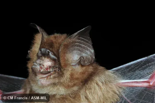 Also as Cox's Leaf-nosed Bat.