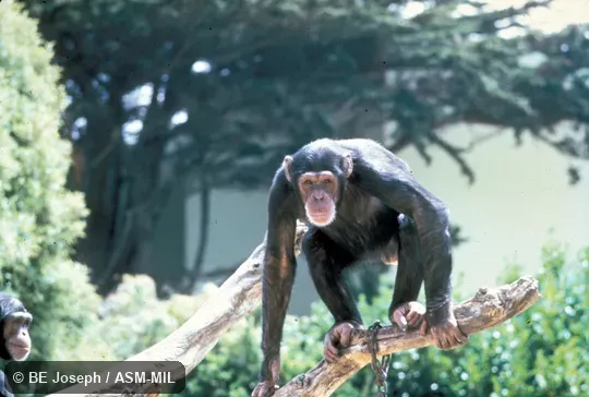 Front view of juvenile.  Also as Common Chimpanzee.