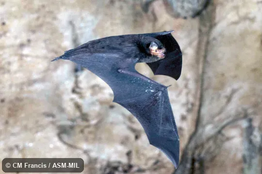 Also as Little Bent-winged Bat.  In flight.  Formerly in Vespertilionidae.