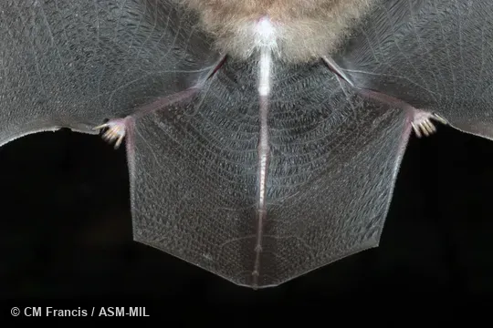 Venter of uropatagium.  Also as Malayan Hollow-faced Bat.