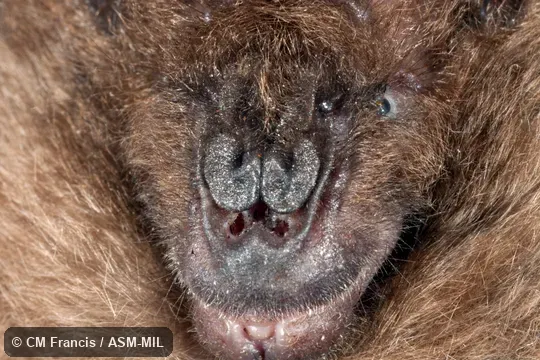 Close-up of face.  Also as Malayan Hollow-faced Bat.