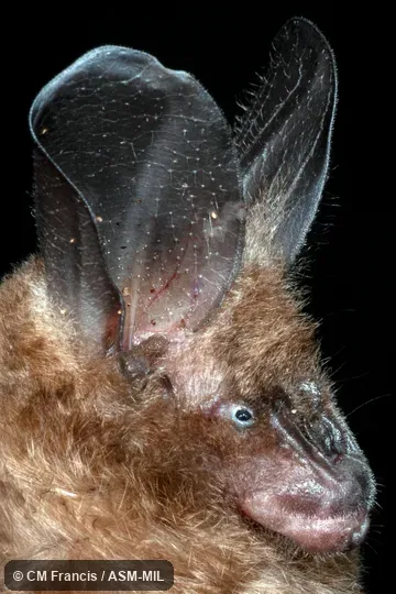 Also as Malayan Hollow-faced Bat.
