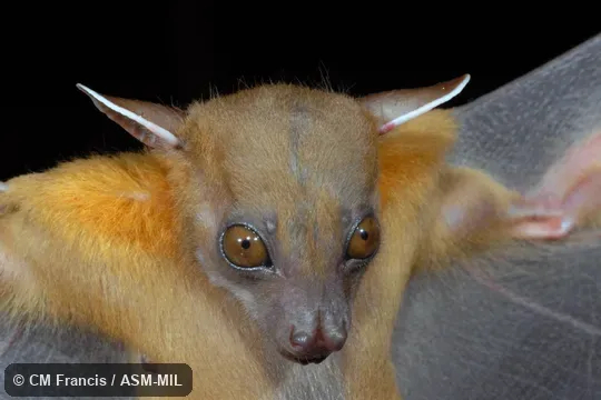 Also as Codot Horsfield|Horsfield's Fruit Bat.
