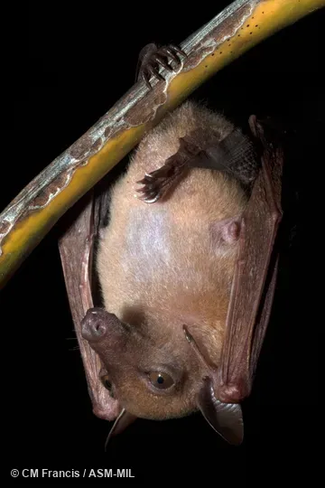 Also as Greater Long-nosed Blossom Bat, Greater Long-nosed Fruit Bat, Greater Long-tongued Fruit Bat, Greater Nectar Bat, Hill Long-tongued Blossom Bat, Hill Long-tongued Fruit Bat
