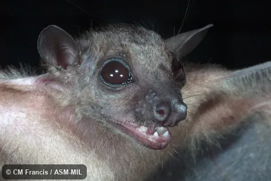 Also as Dusky Fruit Bat.