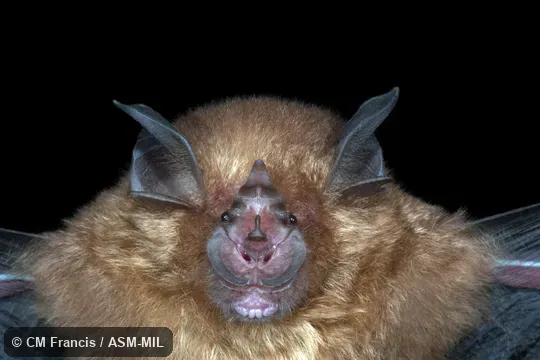 Rhinolophus affinis affinis.