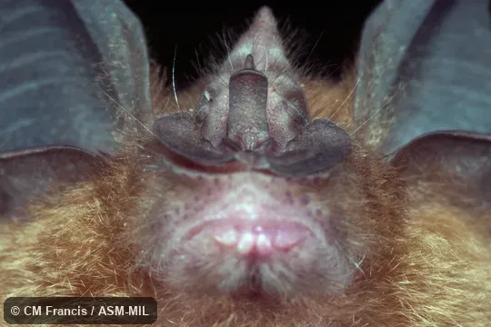 Close-up of venter of noseleaf.  Rhinolophus affinis affinis.