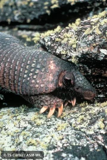 Close-up of anterior end of adult female, Cabassous unicinctus squamicaudis.  Also as Southern Naked-tailed Armadillo.