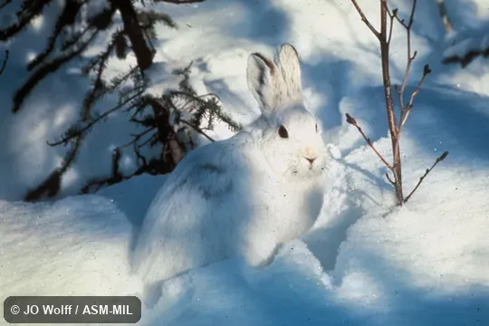 Lepus americanus dalli.  Side view, in white winter coat.  Also as Snowshoe Rabbit, Varying Hare.