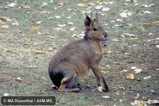 Side view. Also as Mara|Patagonian Cavy|Patagonian Hare. Side view. Also as Mara|Patagonian Cavy|Patagonian Hare.