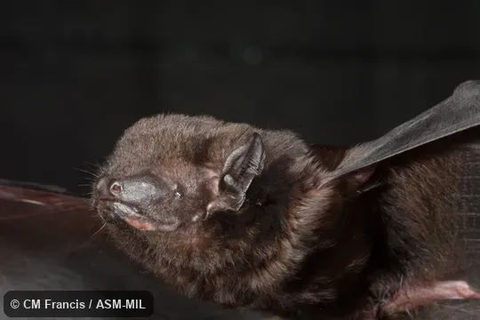 Also as Tomes's False Serotine. Also as Tomes's False Serotine.