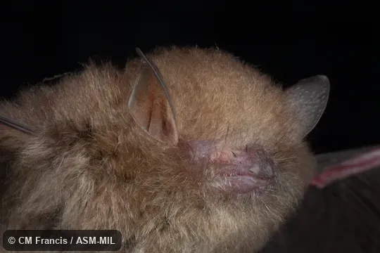 Also as Common Woolly Bat, Hardwicke's Forest Bat.