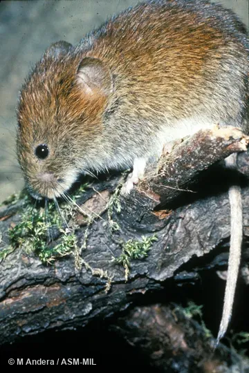 Side view. Formerly Myodes glareolus. Side view. Formerly Myodes glareolus.