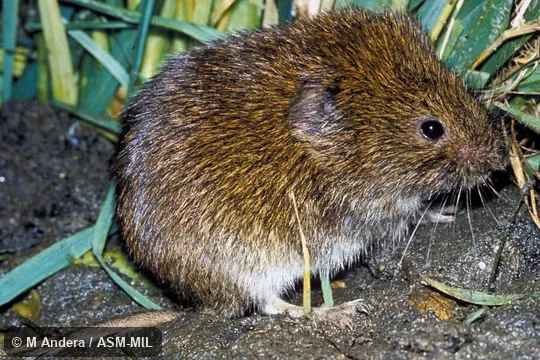 Side view.  Also as Field Vole|Short-tailed Vole.