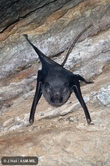 Rhinopoma cystops cystops. Also as Afro-Arabian Mouse-tailed Bat · Egyptian Mouse-tailed Bat. Rhinopoma cystops cystops. Also as Afro-Arabian Mouse-tailed Bat · Egyptian Mouse-tailed Bat.