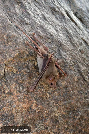 Rhinopoma cystops cystops.  Also as Afro-Arabian Mouse-tailed Bat · Egyptian Mouse-tailed Bat.