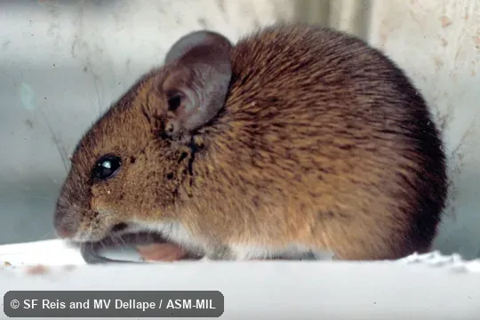 Side view, animal in cage.  Formerly Oryzomys russatus.  Also as Russet Euryoryzomys|Russet Oryzomys.