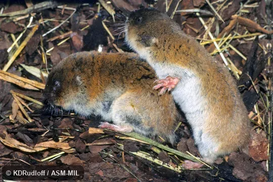 Also as Zaysan Mole Vole.