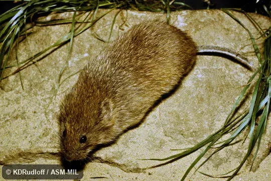 Also as Kazakhstan Vole.