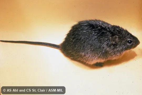 Dorso-lateral view of captive. Dorso-lateral view of captive.