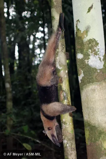 Also as Mexican Anteater.