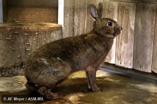 Lepus brachyurus brachyurus. Lepus brachyurus brachyurus.