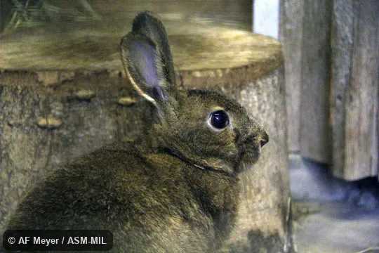 Lepus brachyurus brachyurus.
