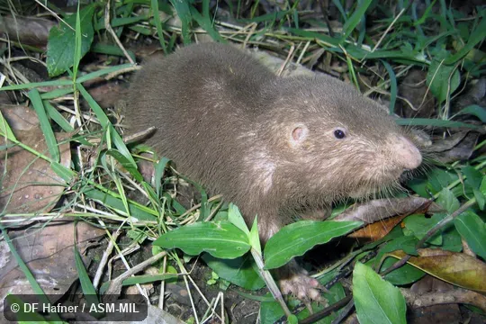 Parous adult female.  LSUMZ 36763.  Formerly Orthogeomys hispidus.