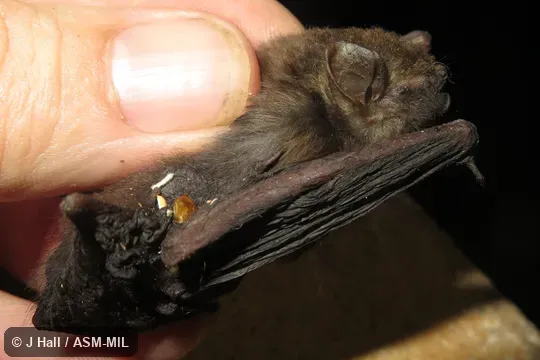 Also as Beatrix's Bat.