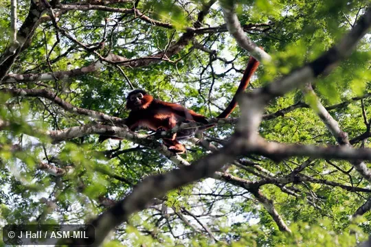 Also as Upper Guinea Bay Colobus|Western Red Colobus|West African Red Colobus.