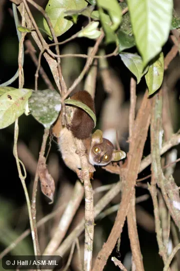 Galagoides demidoff demidoff. Formerly Galago demidoff or Galago demidovii. Also as Galagoides demidovii. Also as Demidoff's Dwarf Bushbaby|Prince Demidoff's Bushbaby. Galagoides demidoff demidoff. Formerly Galago demidoff or Galago demidovii. Also as Galagoides demidovii. Also as Demidoff's Dwarf Bushbaby|Prince Demidoff's Bushbaby.
