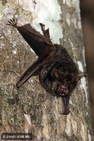 Formerly Hipposideros cyclops.  Also as Cyclops Leaf-nosed Bat.