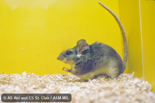 Profile of caged animal Profile of caged animal