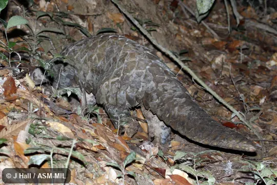 Formerly Manis gigantea.  Also as Giant Ground Pangolin.