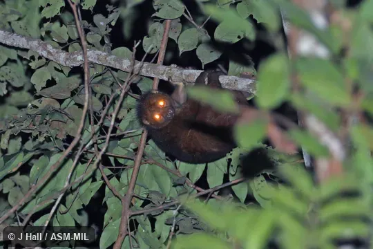 Formerly Perodicticus potto edwardsi. Also as Cameroon Potto|Milne-Edwards's Potto|Central Potto. Formerly Perodicticus potto edwardsi. Also as Cameroon Potto|Milne-Edwards's Potto|Central Potto.