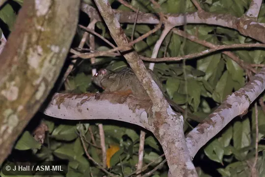 Also as Beecroft's Flying Squirrel, Beecroft's Scaly-tailed Flying Squirrel, Beecroft's Scaly-tailed Squirrel.