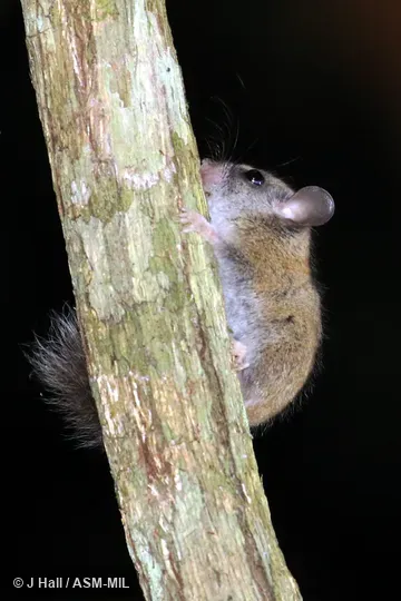 Identified by Louise Emmons.