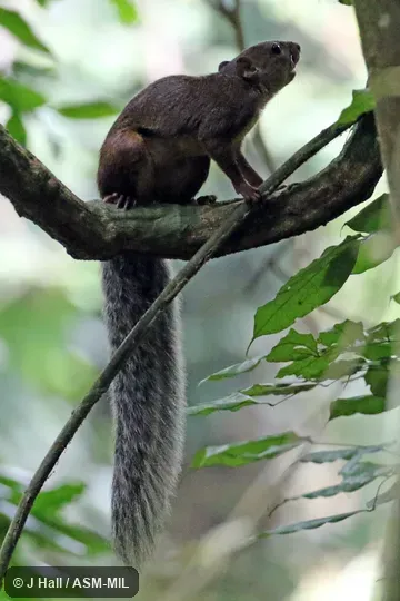 Epixerus ebii wilsoni.  Also as Western Palm Squirrel|Ebian's Palm Squirrel|Temminck's Giant Squirrel.