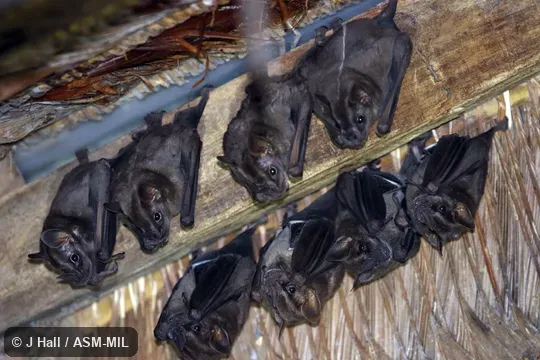 Identified by Fiona Reid